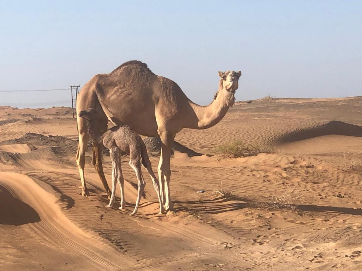 Desert Moments Glamping Badīyah Exterior foto